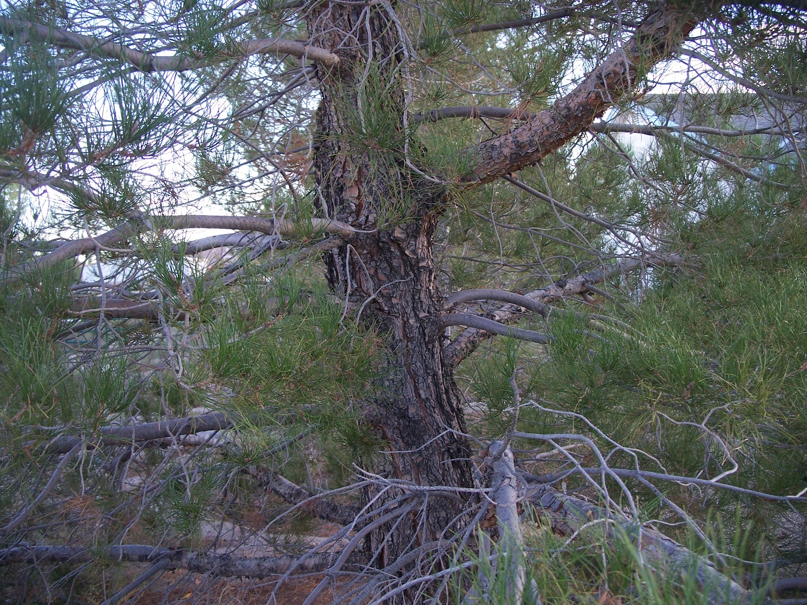 Afghan Pine