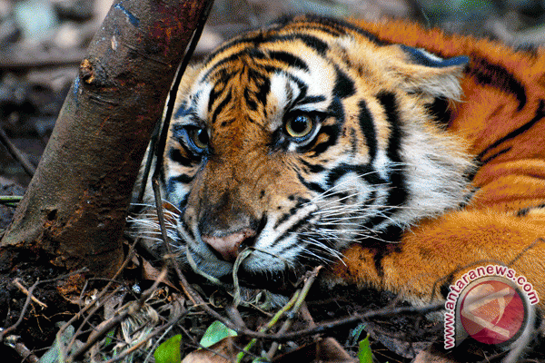 Harimau Resahkan Masyarakat Pesisir Lampung Barat