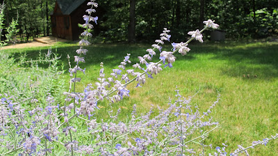 Russian Sage 3