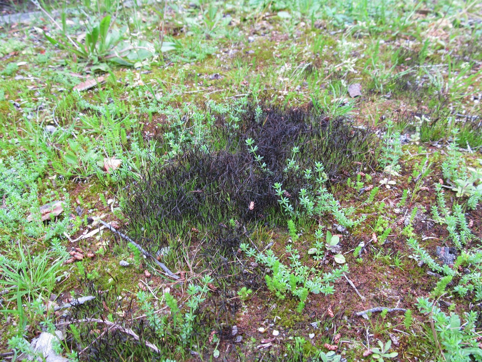 Das plantas e das pessoas Anthoceros cf. punctatus (Anthocerotaceae) II