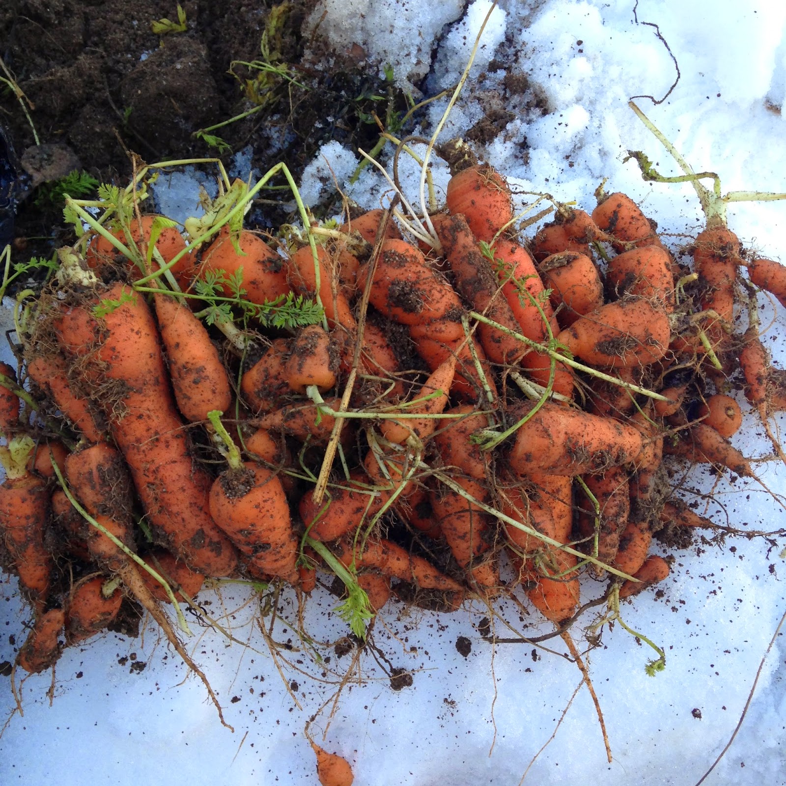 How To Store Carrots In The Ground at John Pulliam blog