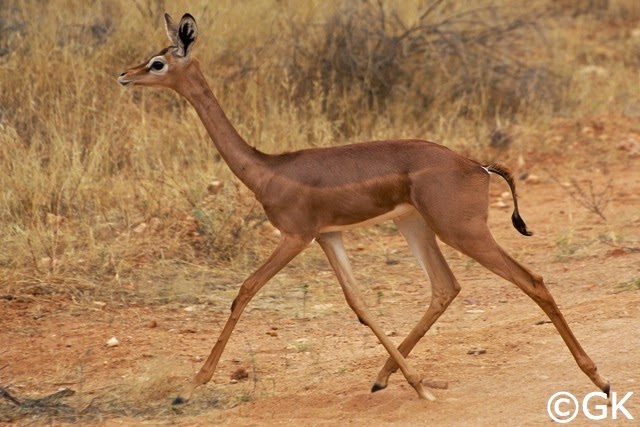 Weibliche Giraffengazelle