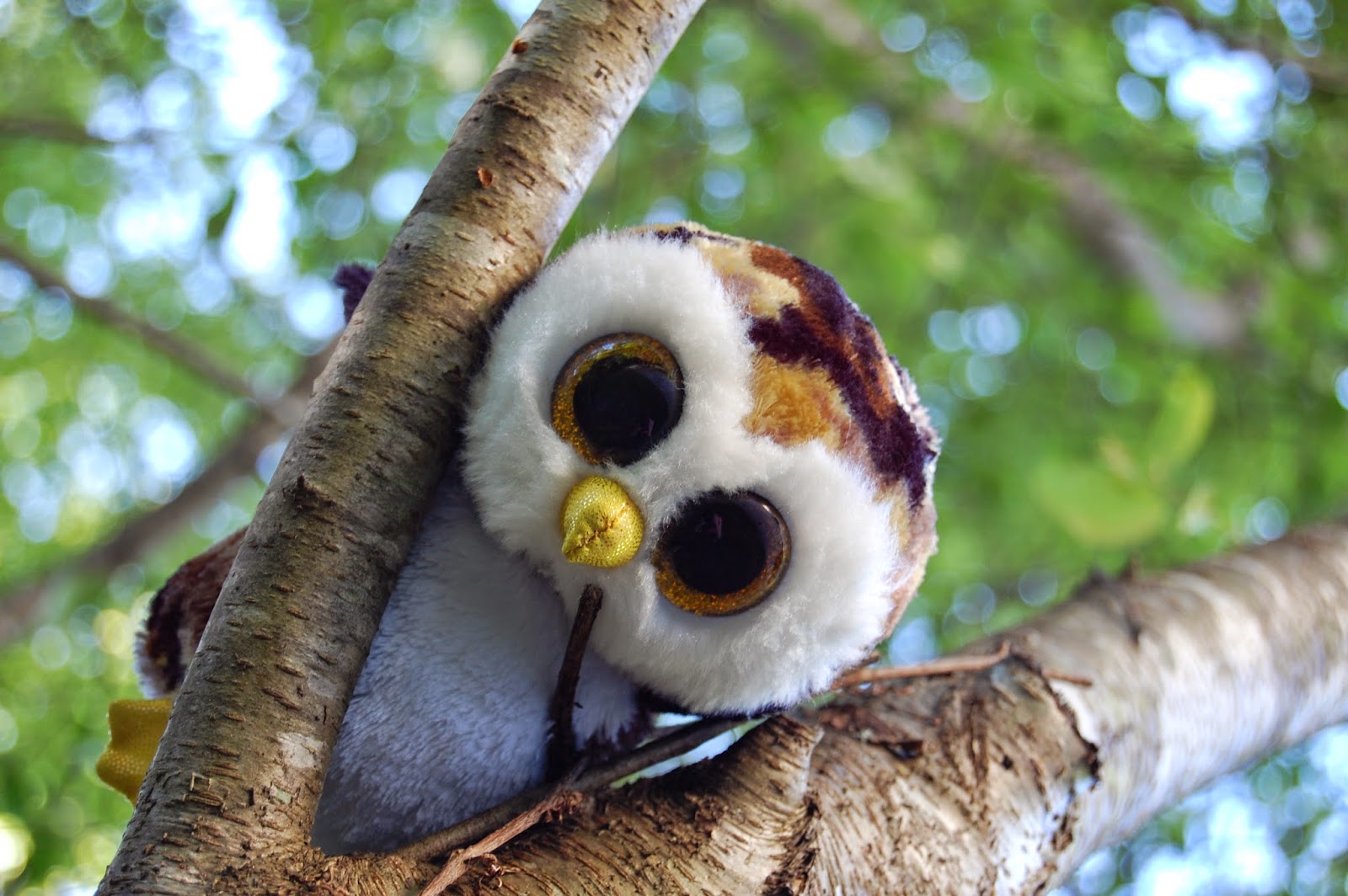 owliver beanie boo birthday