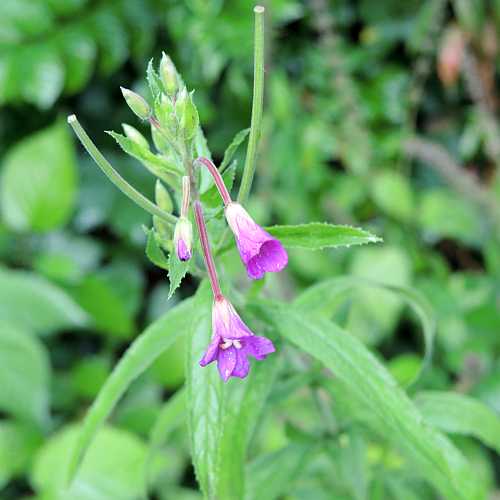 Seznam Flora Ljubljanskega Gradu