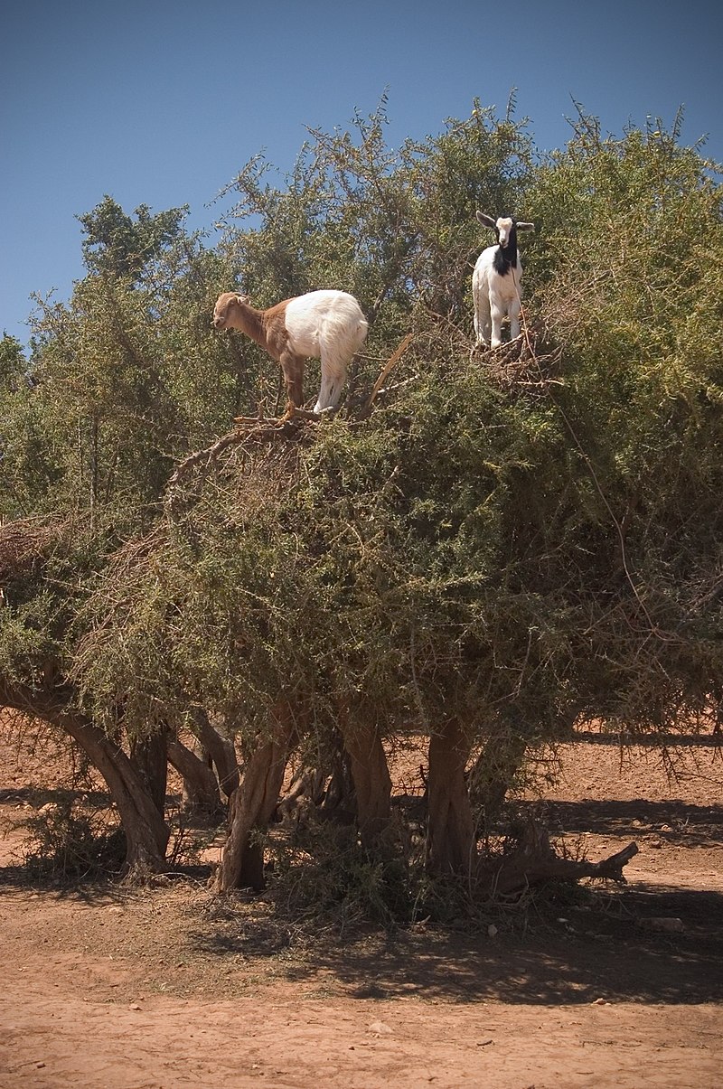 CUANDO LAS CABRAS NO TIENEN COMIDA SE SUBEN AL ÁRBOL A COMER