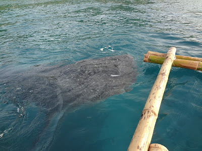 oslob whale shark