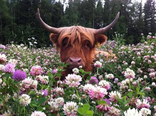 Moooo...I see U