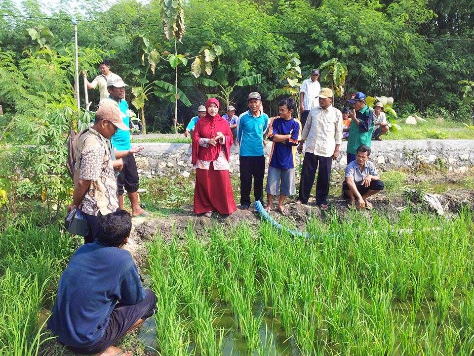 Desa Kembangan : Kegiatan sekolah pertanian..