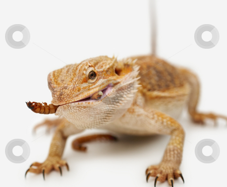 bearded-dragon-eating-mealworm bearded-dragon-eating-mealworm