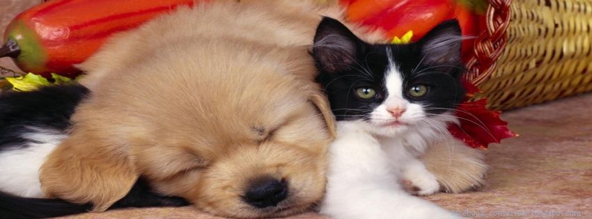 couverture-facebook-mignon-chat-chien.jpg