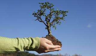 Bosques destruidos Bosques destruidos