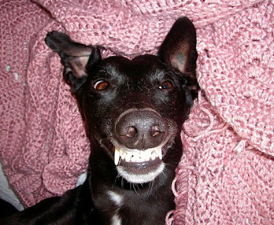 Awkward Dog Smiles Seen On www.coolpicturegallery.us