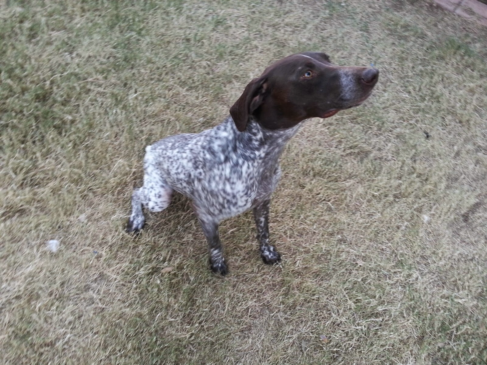 arizona rescue arizona gsp rescue meet chai arizona rescue arizona gsp rescue meet chai