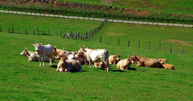 La vaca pirenaica y la ancestral Betizu. La vaca pirenaica y la ancestral Betizu.
