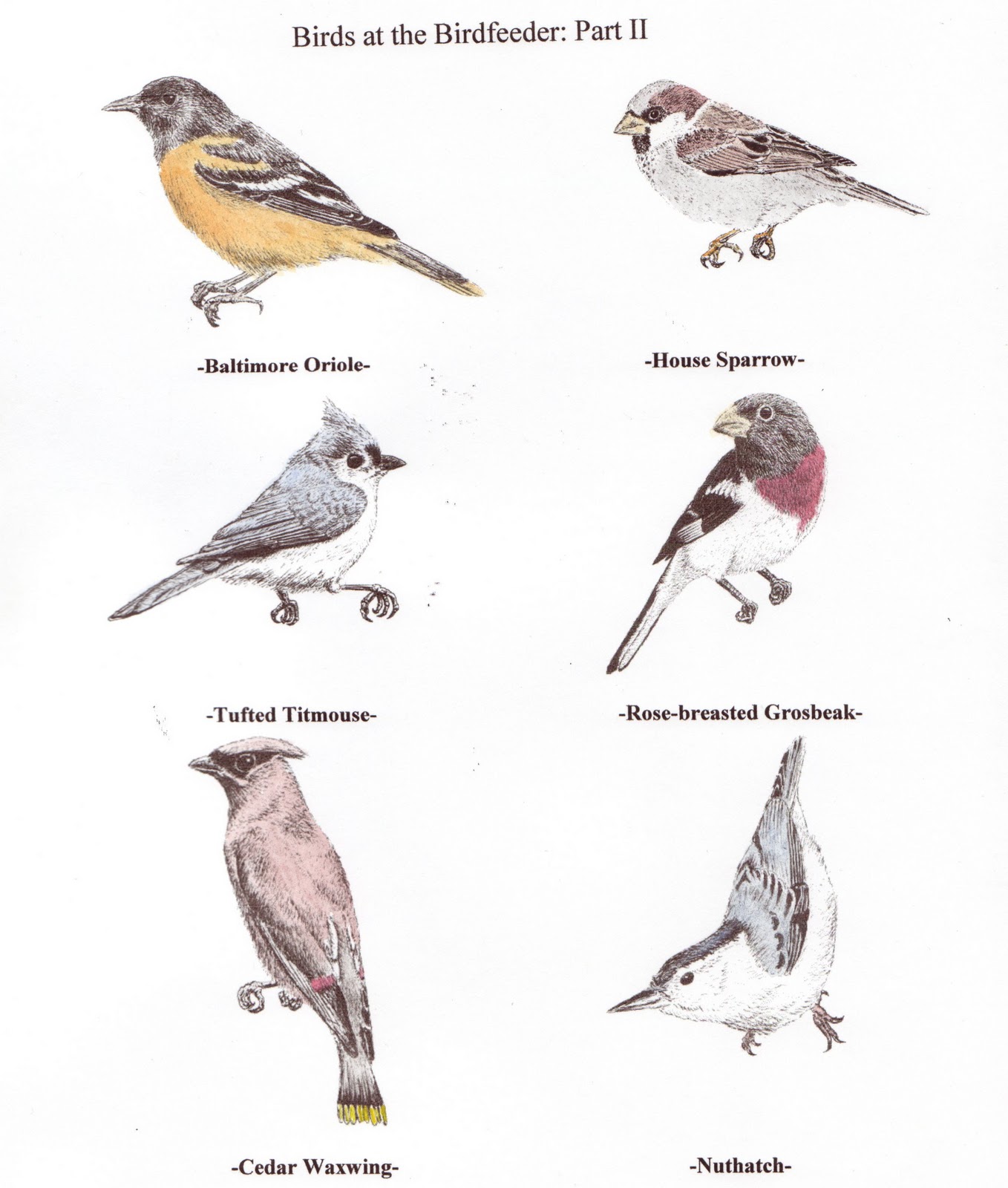 chuck does art minnesota song birds water color chuck does art minnesota song birds water color