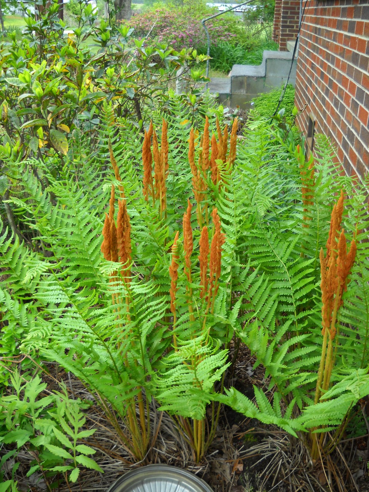 Gold Hill Plant Farm Cinnamon Fern