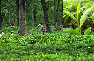 How to Start Your own Tea Garden Business