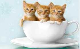Cara tips merawat kucing yang baik Cara tips merawat kucing yang baik