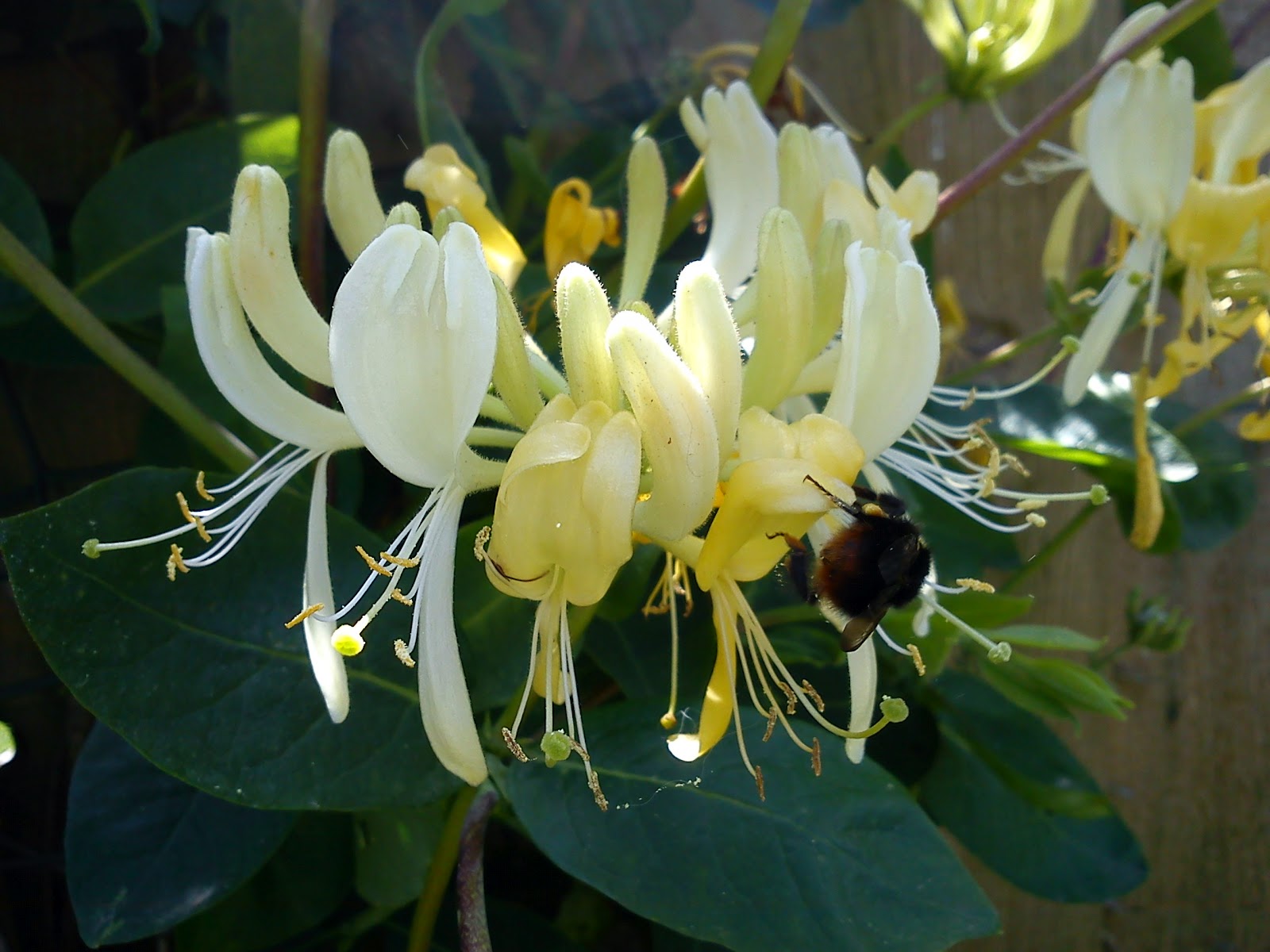 GARDENER'S WORD HONEYSUCKLE BEE