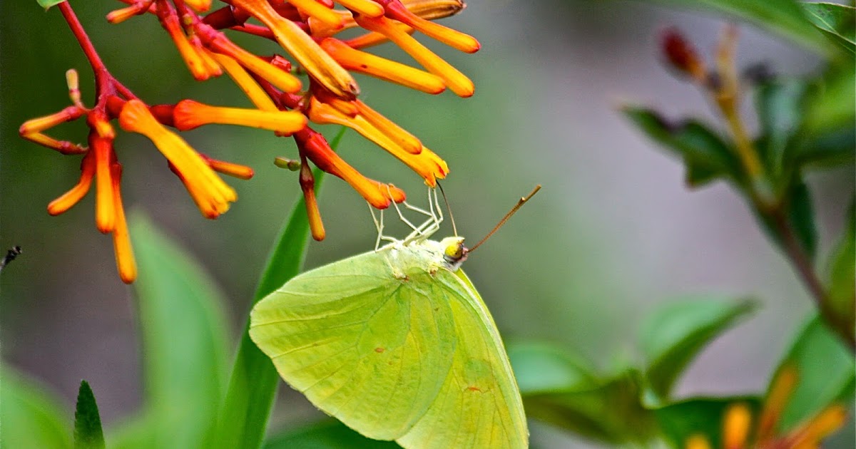 Phillip's Natural World Florida Butterflies and Hurricane Season Update