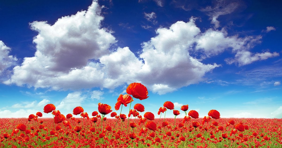 Çiçek HD Wallpaper Duvar Kağıtları Masaüstü Resimleri HD