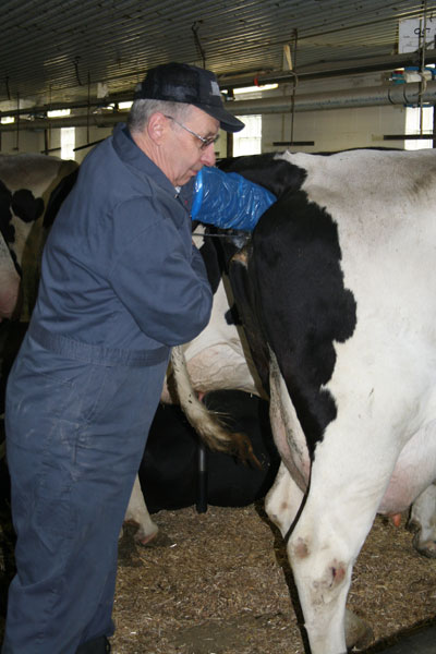 Artificial+Insemination+Of+Cows http://pakagri.blogspot.com/2012/09/six-factors-for-better-artificial.html