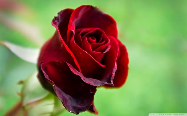 ảnh nền hoa hồng đẹp nhất