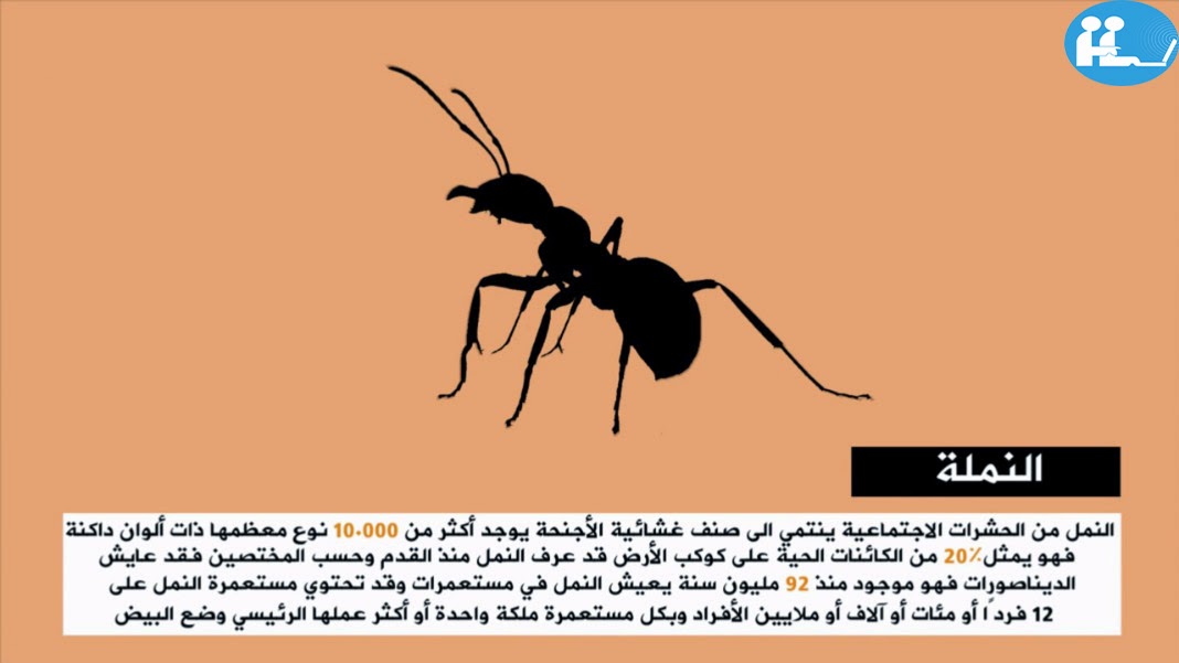 مدونة منقول للمواضيع العامة حيوانات محرم قتلها في الاسلام
