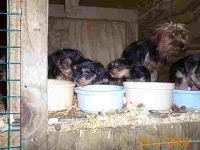 STOP PUPPY MILLS- Μην αγοράζετε από petshop και "εισαγωγείς" σκύλων