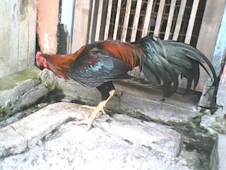 Cara Melatih Ayam Bangkok Yang Baik Untuk Menjadi Petarung Handal