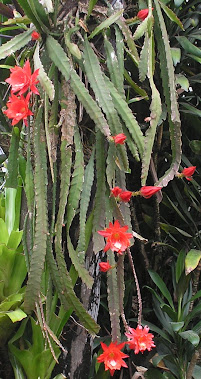 cactus orquídea vermelha