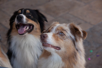 Australian Shepherd in Portugal - Jerónimos Australian Shepherd in Portugal - Jerónimos
