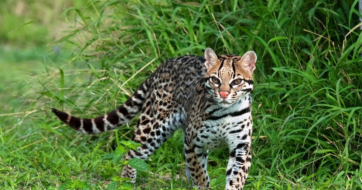 Clouded Leopard - Pets