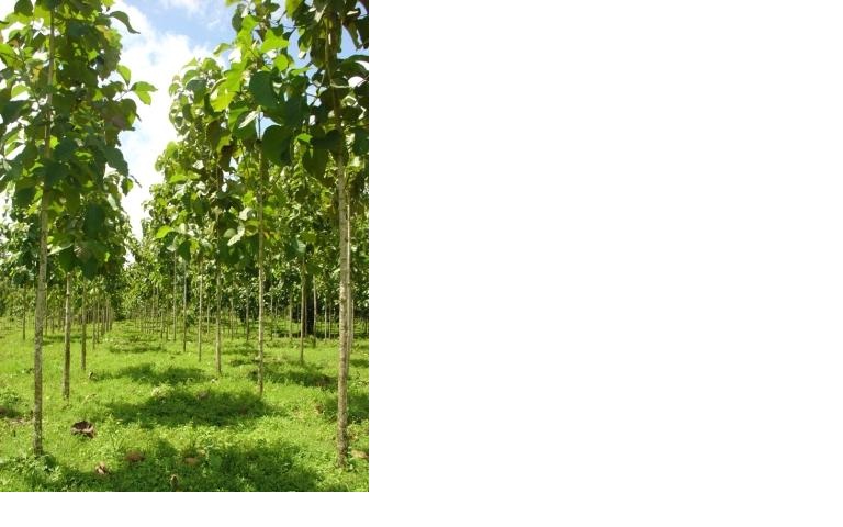 Flora Indonesia Botanical Survival 2012