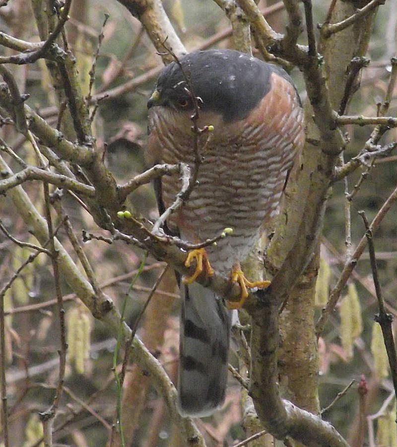 Logbuch 10 Wintergezeiten Oder Lies Goethe