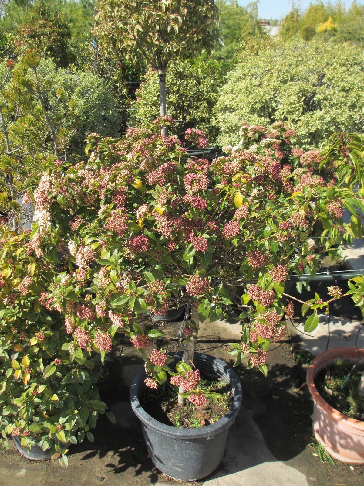 Jardineria Eladio Nonay Viburnum Tinus O Durillo Jardineria