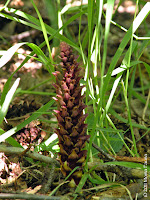 Boschniakia rossica,  Broomrape or Ground Cone.  