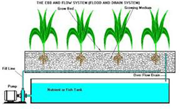 CULTIVOS HIDROPÓNICOS EN LANA DE ROCA