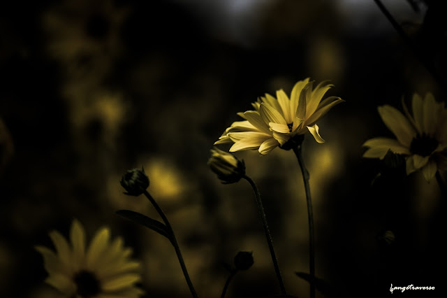 Nature, flore de France, Haute-Savoie