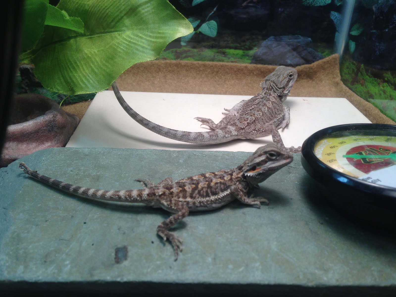 bearded dragon basking