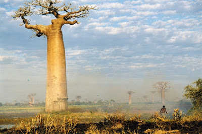 Baobab