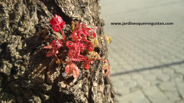 Brote de Koelreuteria paniculata