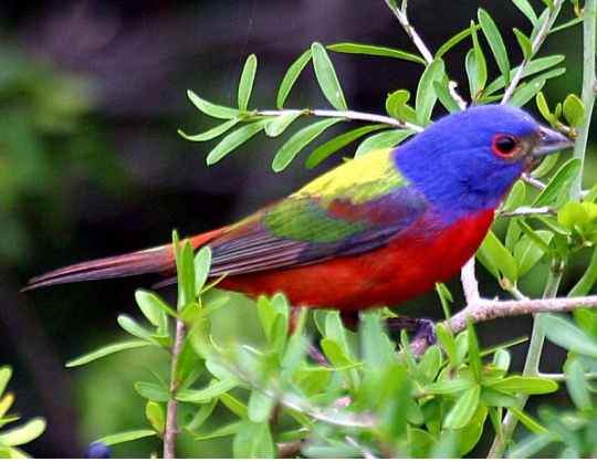 Download Wallpapers free: Hd birds wallpaper