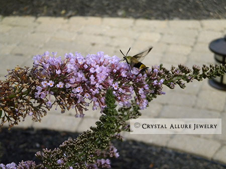 Butterflies Of Singapore 06 01 2016 07 01 2016