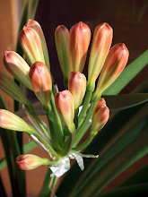 CLIVIA