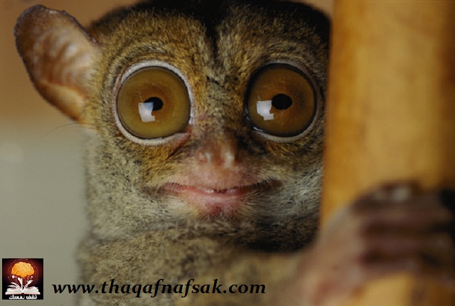 ���� ������ �� ����� ������ ������� ���� ������ �� ���� ������ ������ �������