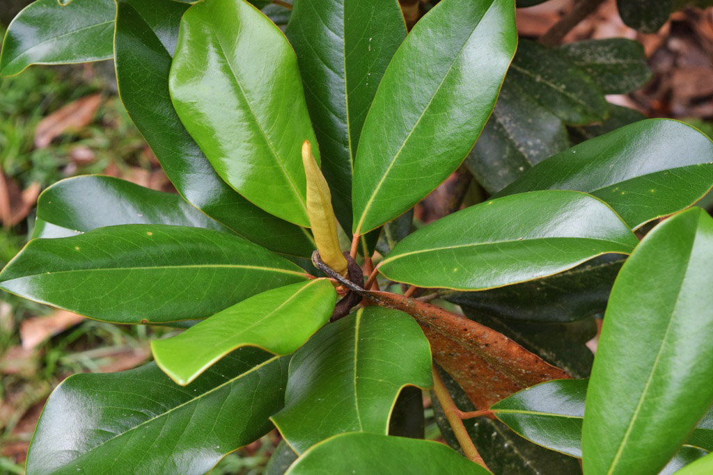 MARIETTE'S BACK TO BASICS {Magnolia Stages}