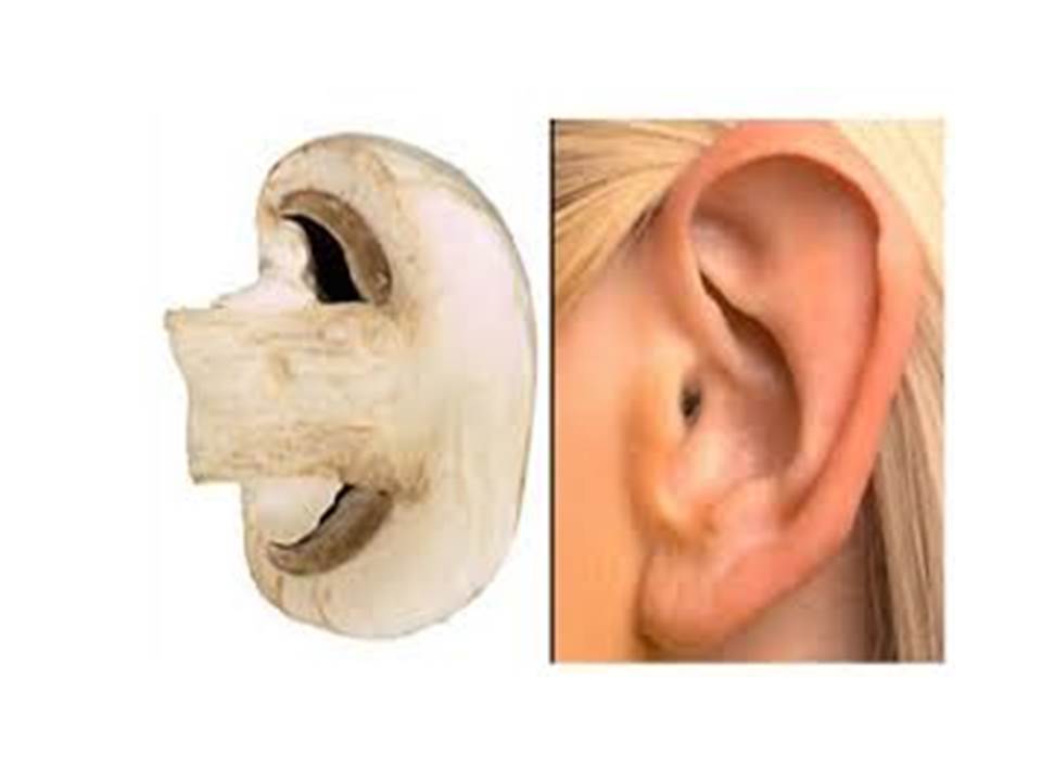 Heroes, Heroines, and History Doctrine of Signatures and Colonial Medicine