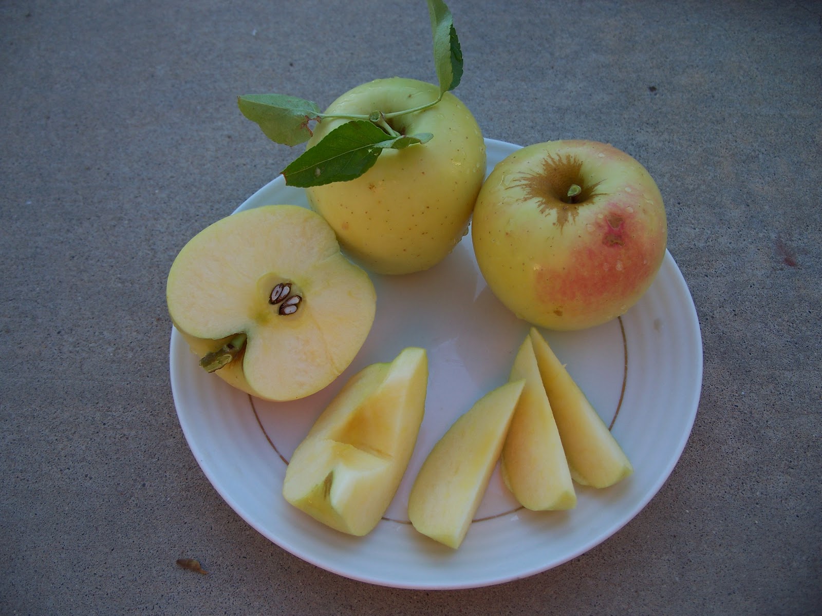 Trees That Please Nursery Golden Delicious Apple