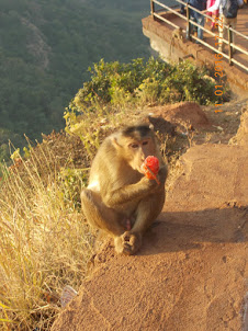 A Monkey having a "Gola Ice-cream"  near "Arthur's Seat" point.